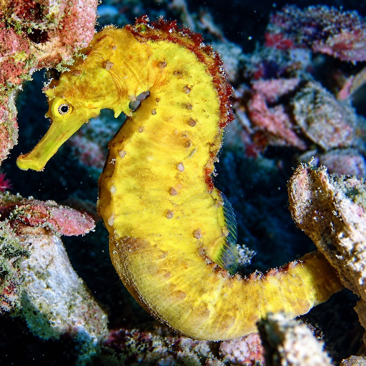 Sea horse at Koh Bida Nai, Phi Phi