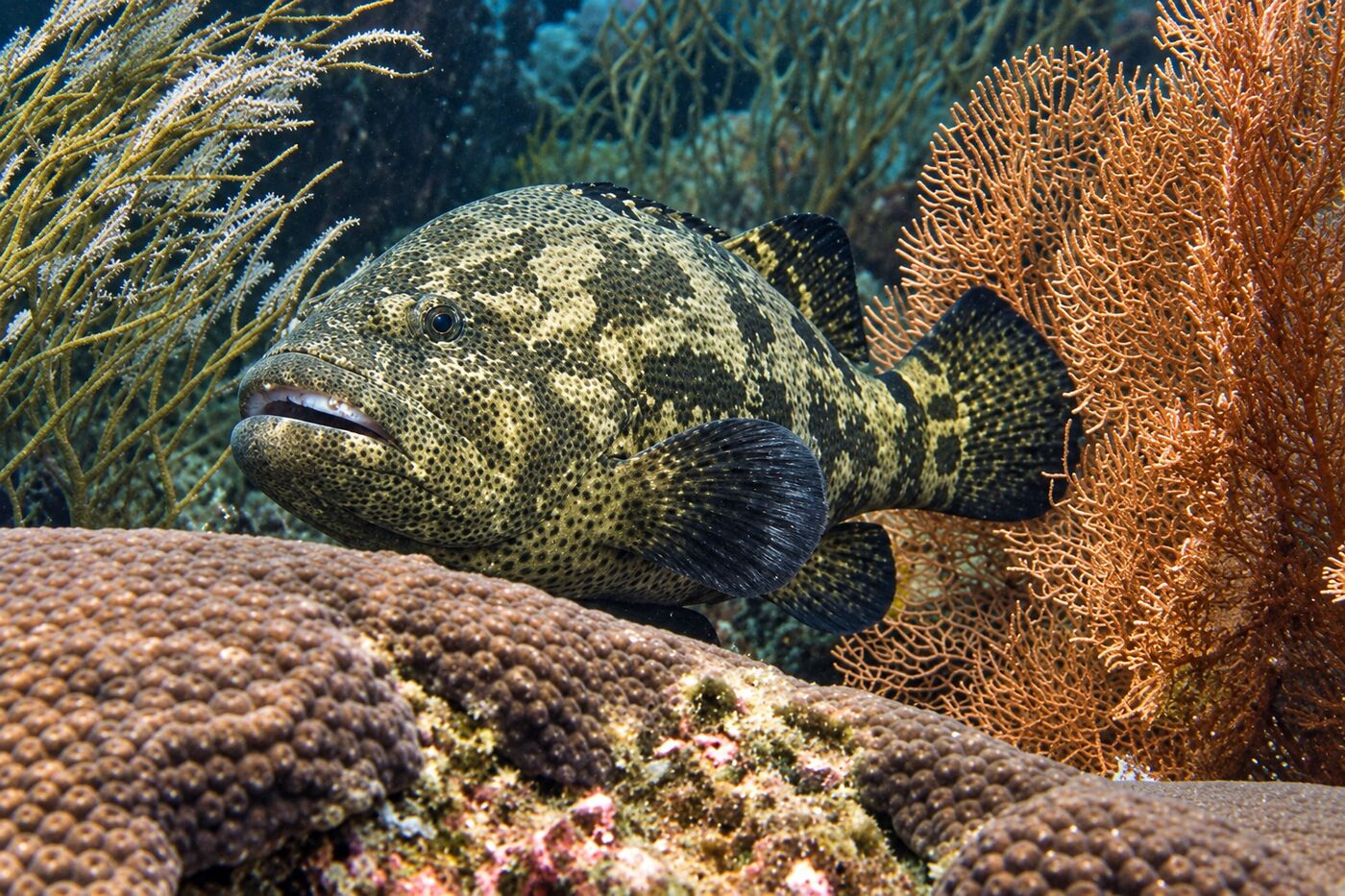 Potato grouper at Koh Bida Nok, Phi Phi