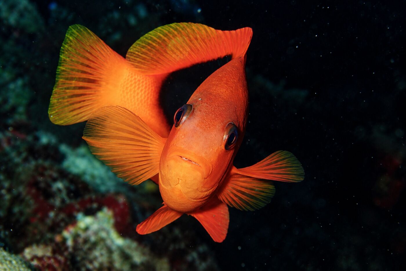 Tomato anemone fish at Koh Bida Nok, Phi Phi