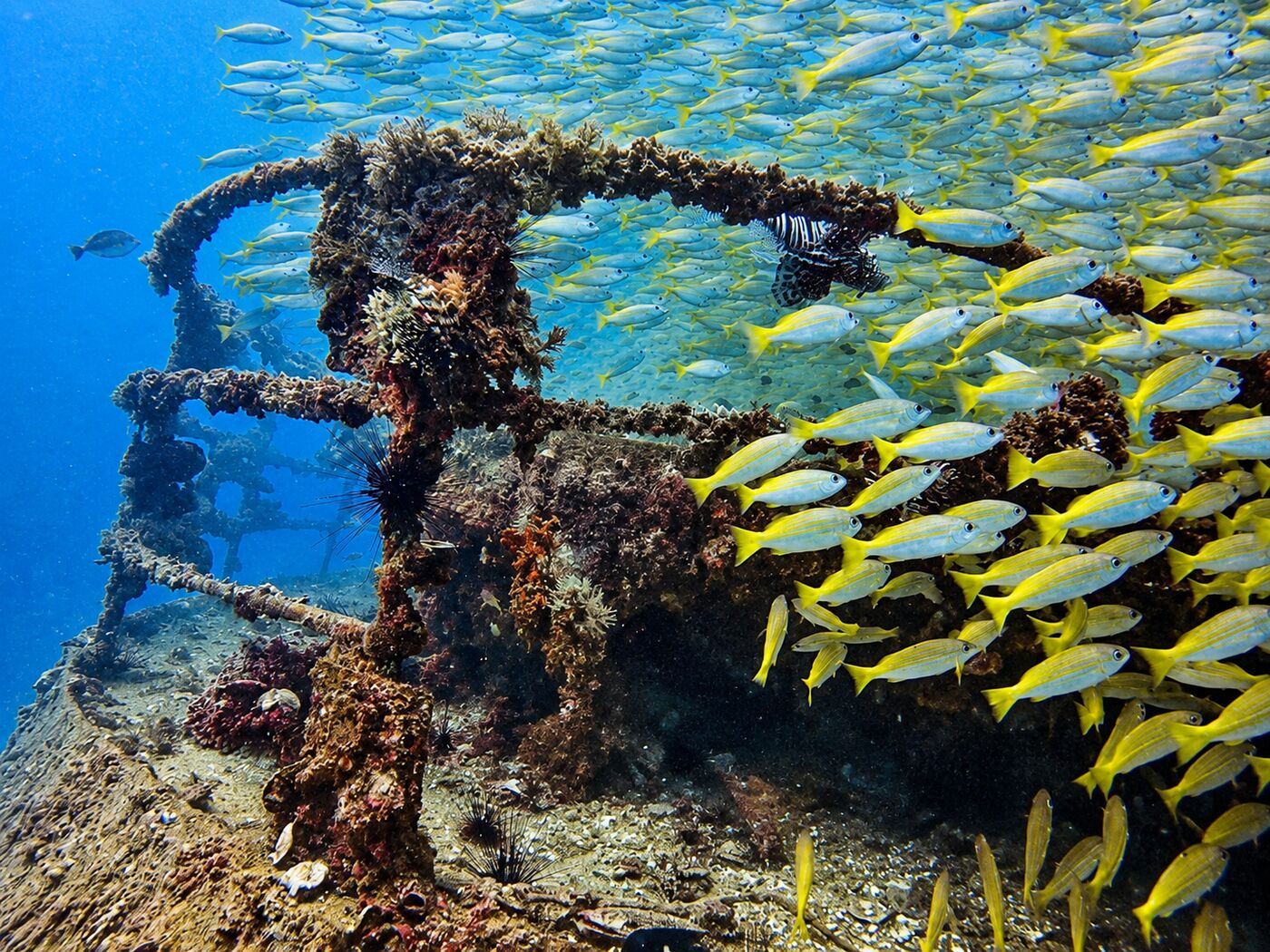 The Kled Kaeow wreck, Phi Phi