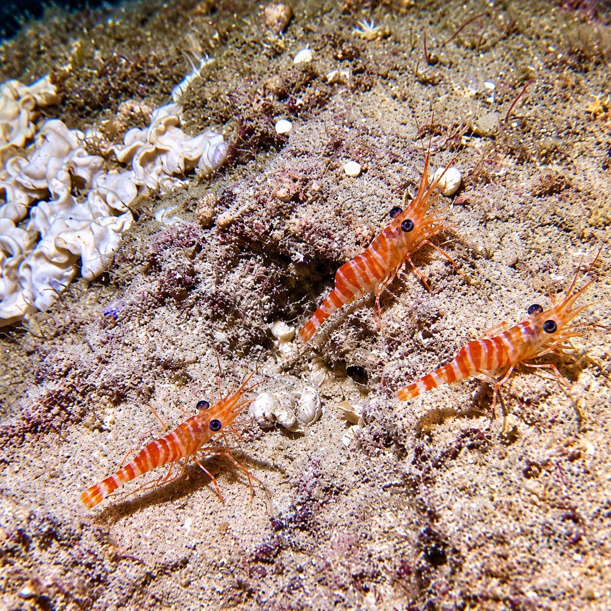 Shrimp at the caves, Phi Phi