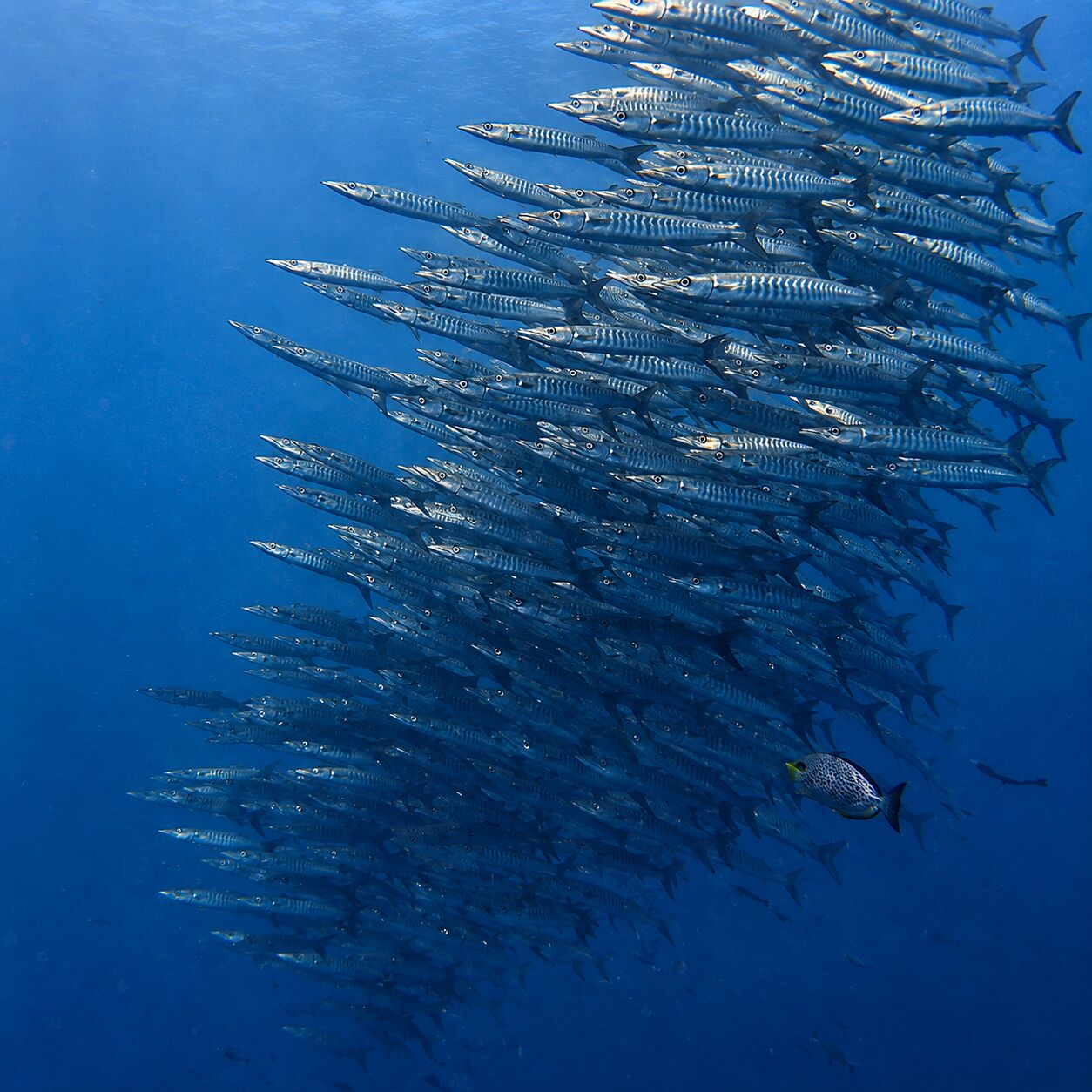 Barracudas at Manta Point, South Tip, Racha Noi