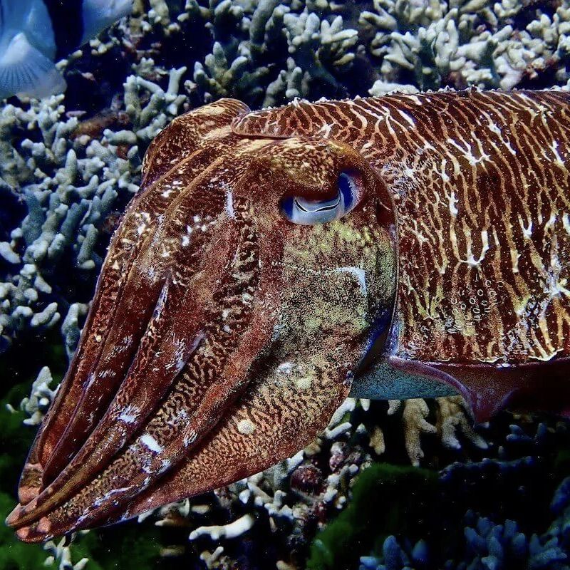 Cuttlefish at Racha Noi Bay, Racha Noi