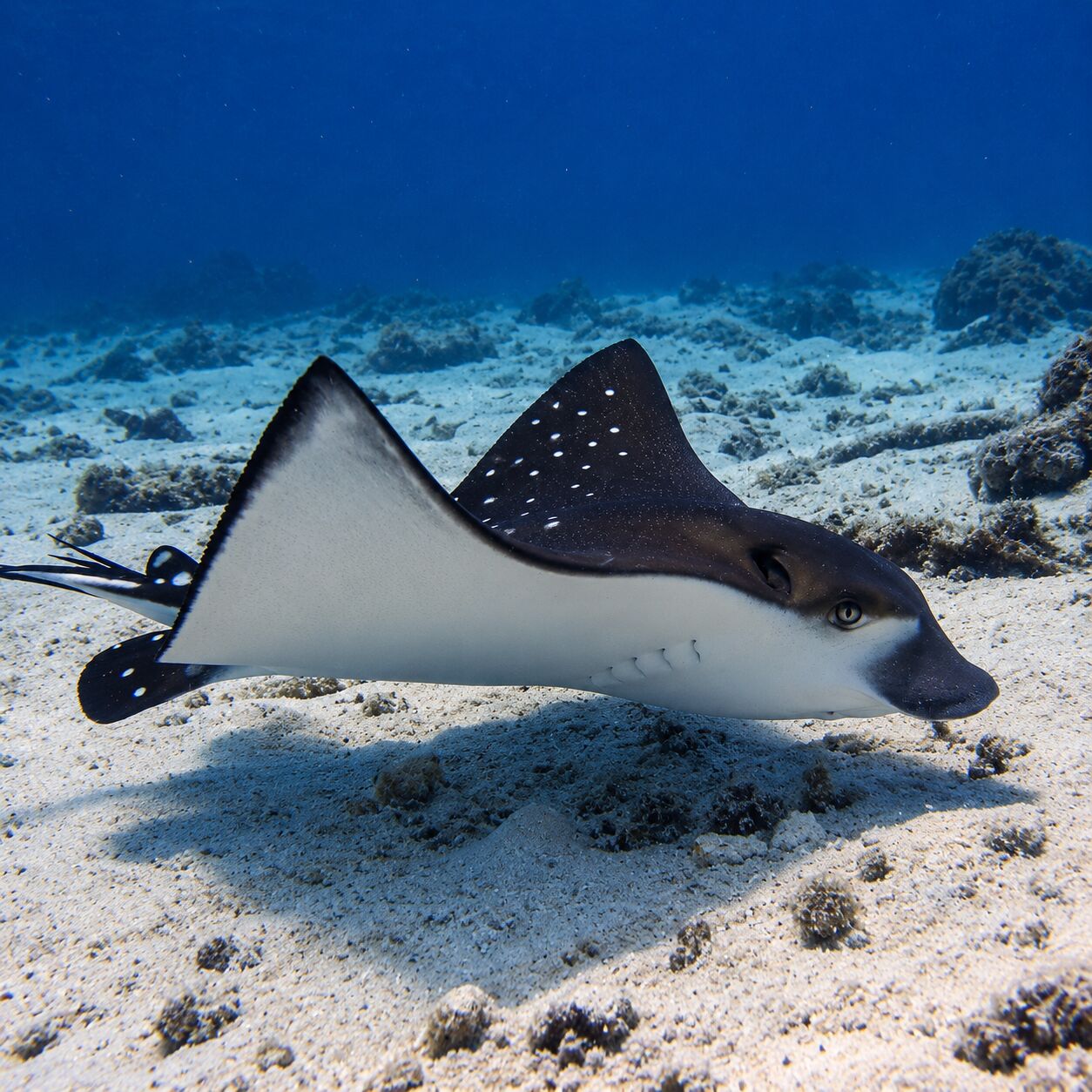 Eagle ray at Racha Noi Bay, Racha Noi