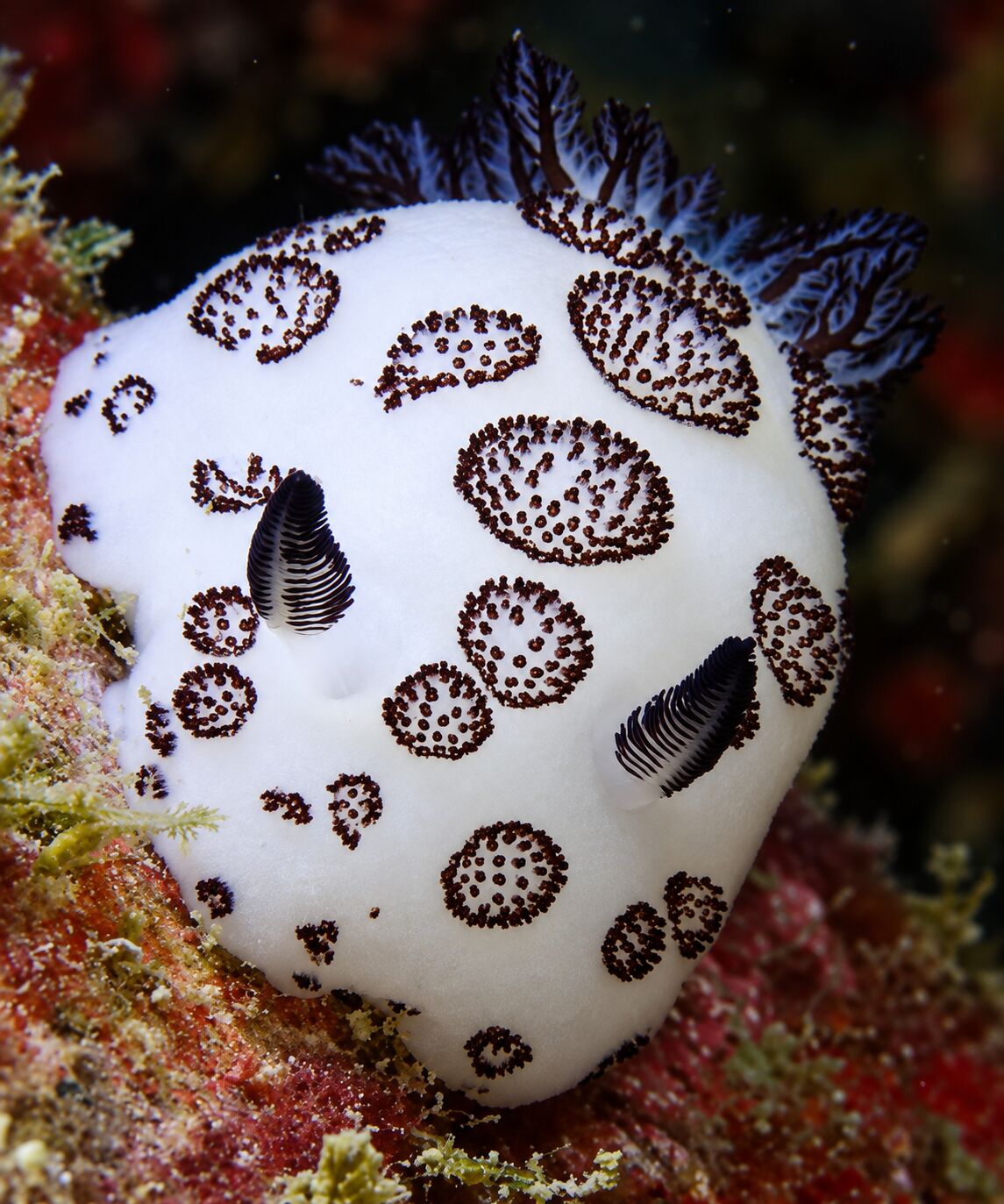 Nudibranch mourning dorade at Racha Noi Bay, Racha Noi