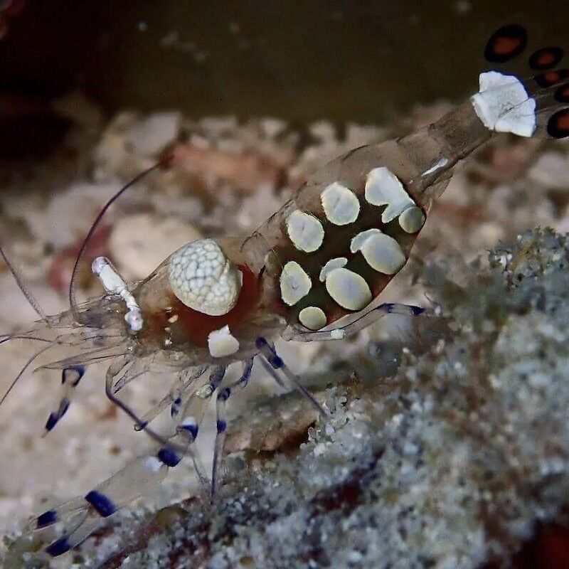 Juv harlequin shrimp at Racha Noi Bay, Racha Noi