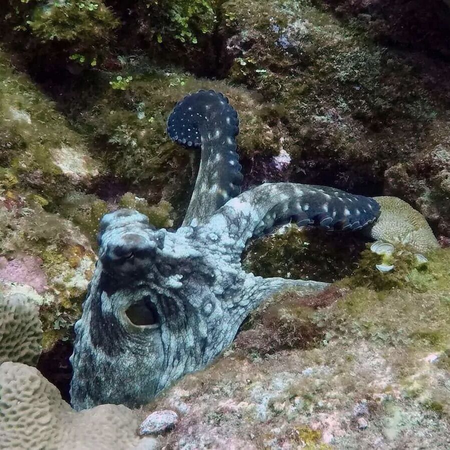 Octopus at Racha Noi Bay, Racha Noi
