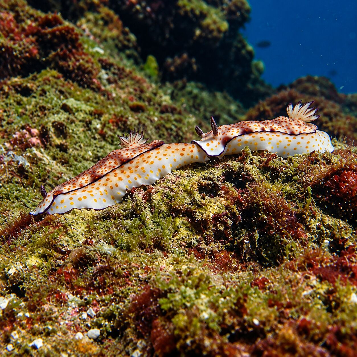 Nudibranchs at Manta Point, South Tip, Racha Noi