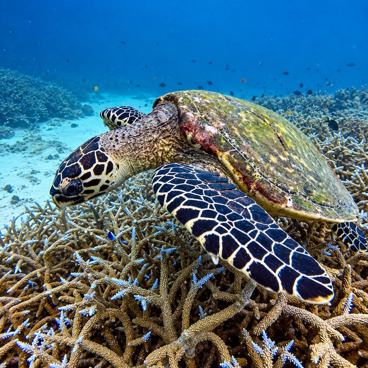 Turtle at Racha Noi Bay, Racha Noi