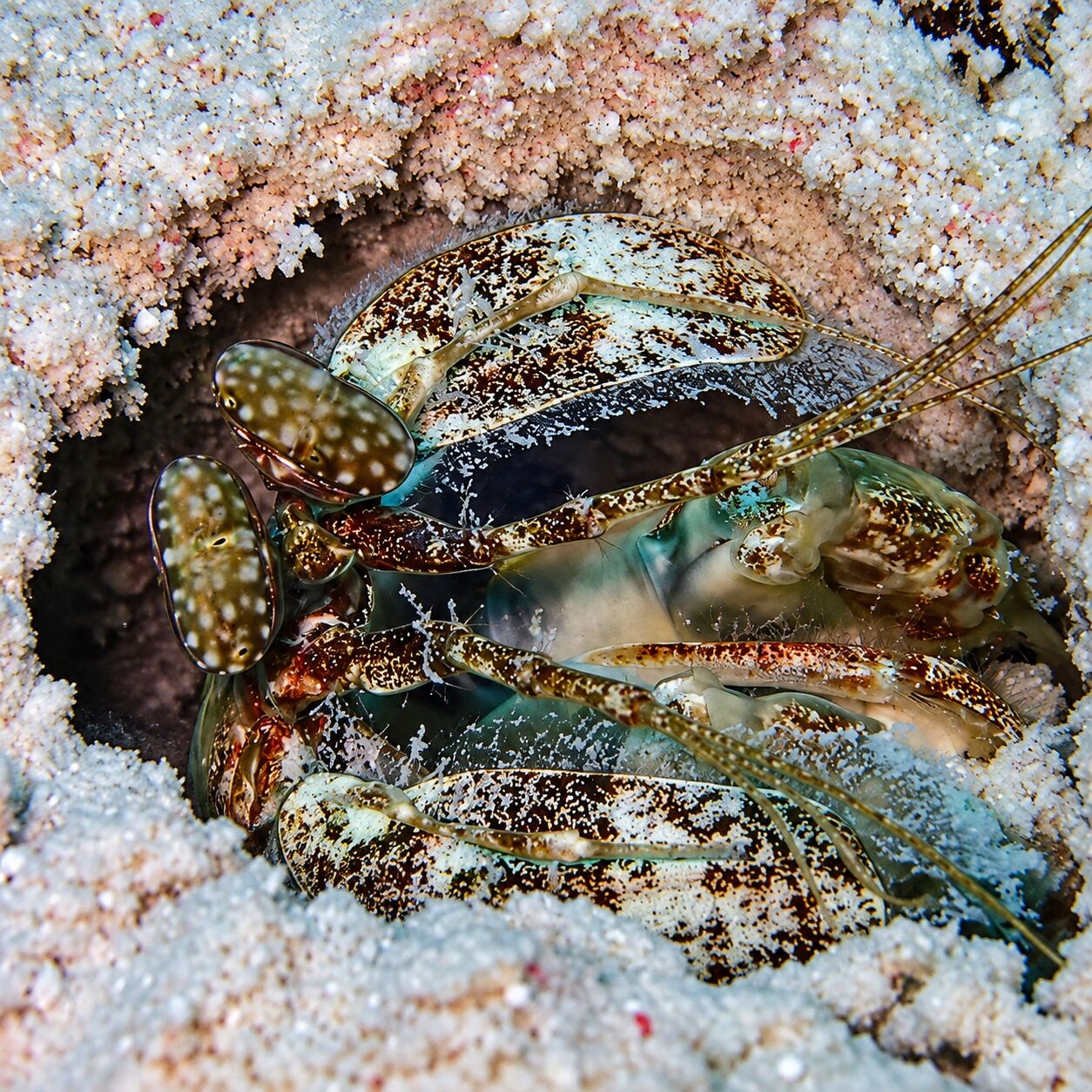 Mantis shrimp hiding at North Tip & Bay, Racha Noi