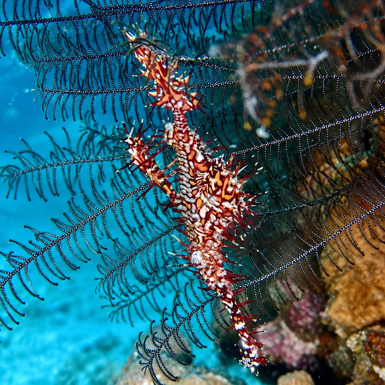 Ornate ghost pipefish at Marina Bay & Marina Rock, Racha Noi