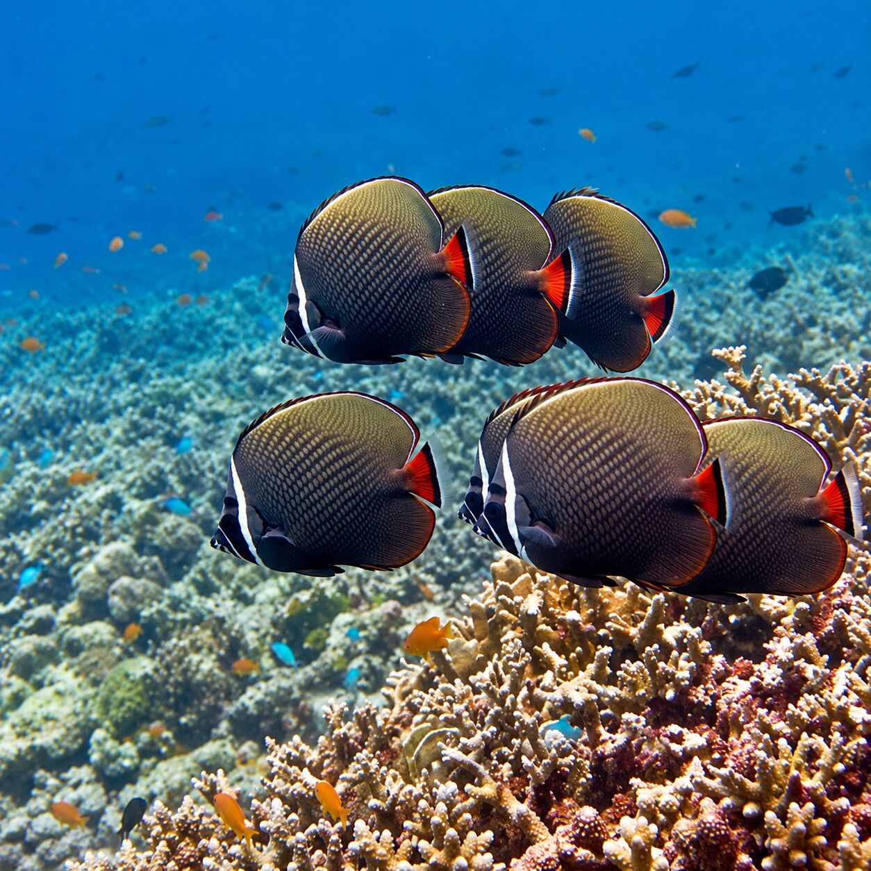 Butterflies at Marina Bay & Marina Rock, Racha Noi