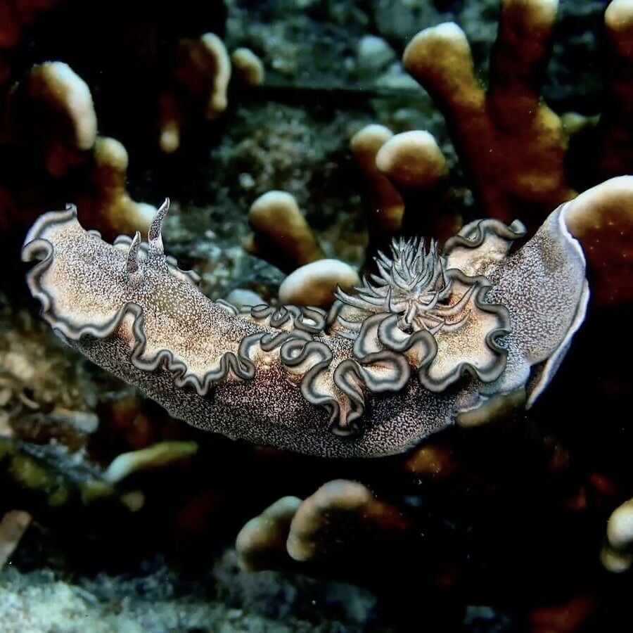 Nudibranch smoky Dendrodoris at North Tip & Bay, Racha Noi