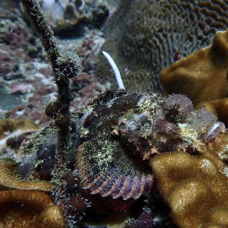 Scorpionfish at Marina Bay & Marina Rock, Racha Noi