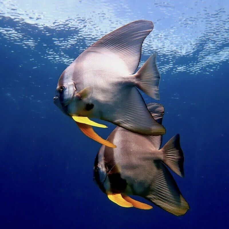 Batfish at Manta Point, South Tip, Racha Noi