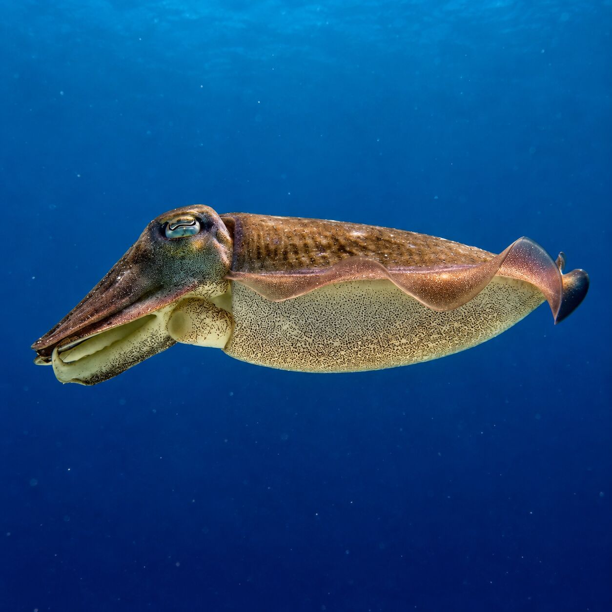 Cuttlefish at Manta Point, South Tip, Racha Noi
