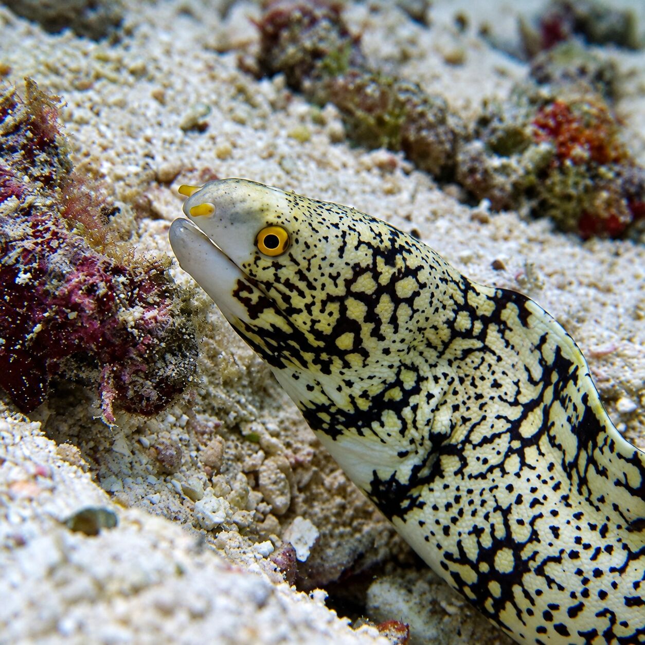Snowflake moray eel at Marina Bay & Marina Rock, Racha Noi