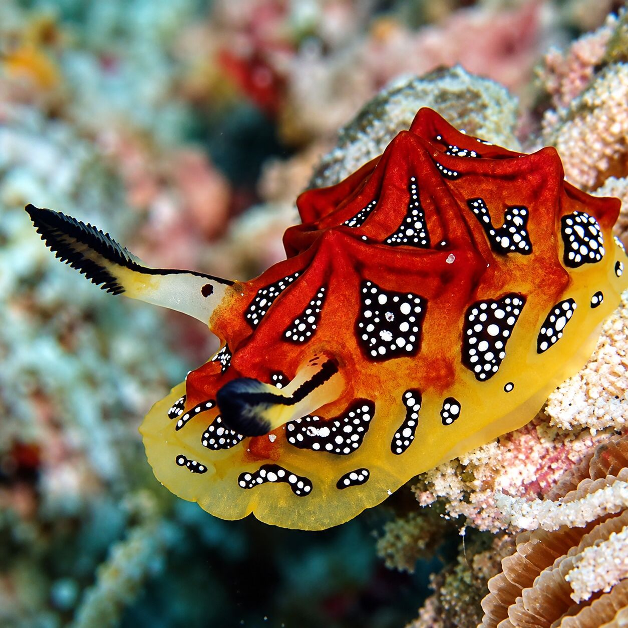 Nudibranch tessellated Halgerda at Manta Point, South Tip, Racha Noi