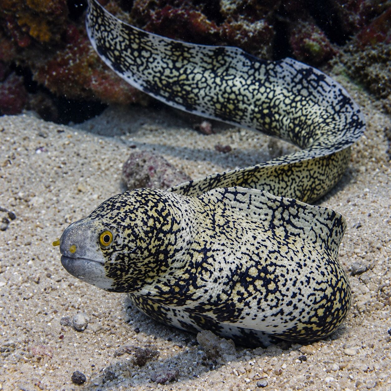 Snowflake eel at Bay 1 & 2, Racha Yai