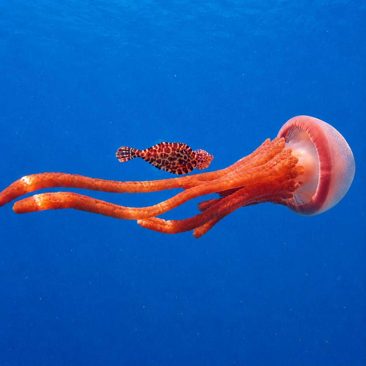 Jelly with fish at Bay 1 & 2, Racha Yai