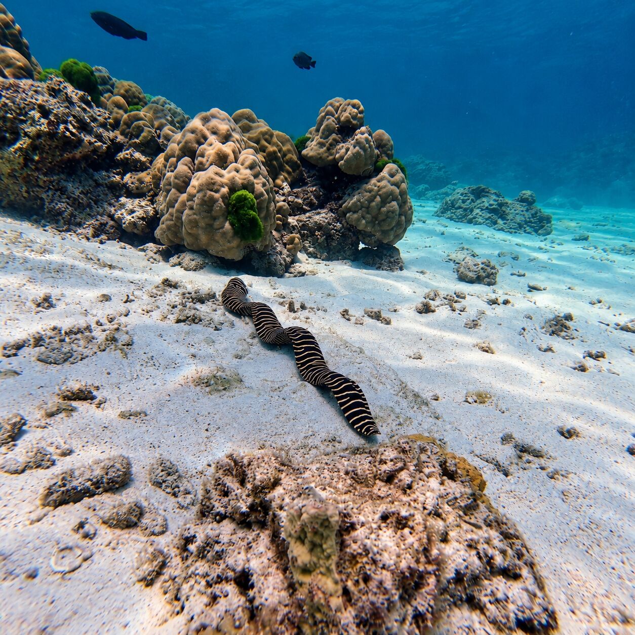 Zebra moray swimming at Bay 1 & 2, Racha Yai