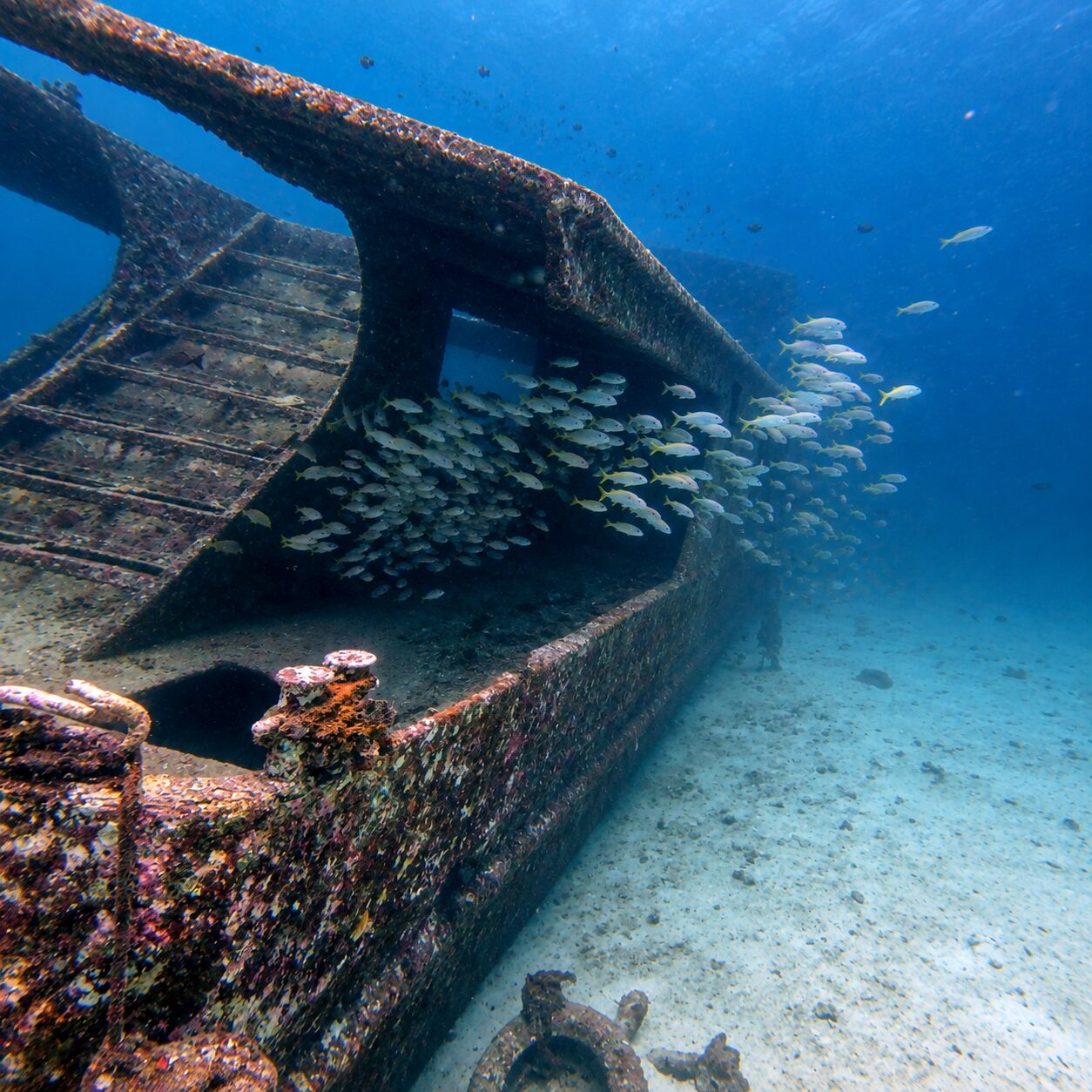 A school of yellow snappers swimming through the Harruby wreck, Bay 1 & 2, Racha Yai