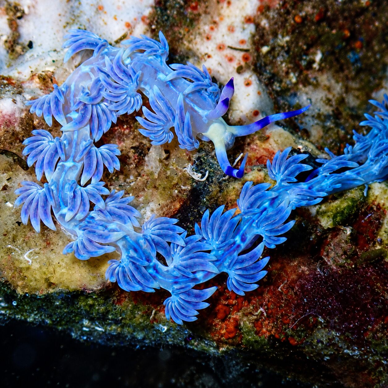 Blue dragon nudibranchs on the Meditation wreck, Bay 1 & 2, Racha Yai