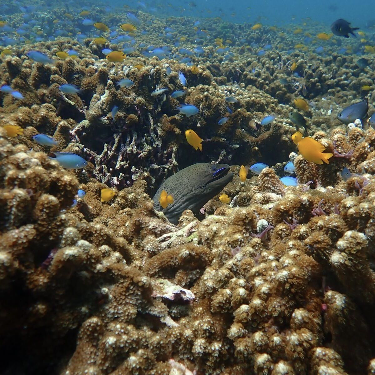 Reef with moray eel at Siam Bay, Racha Yai