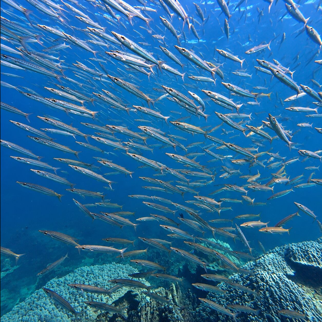 Barracudas at Siam Bay, Racha Yai
