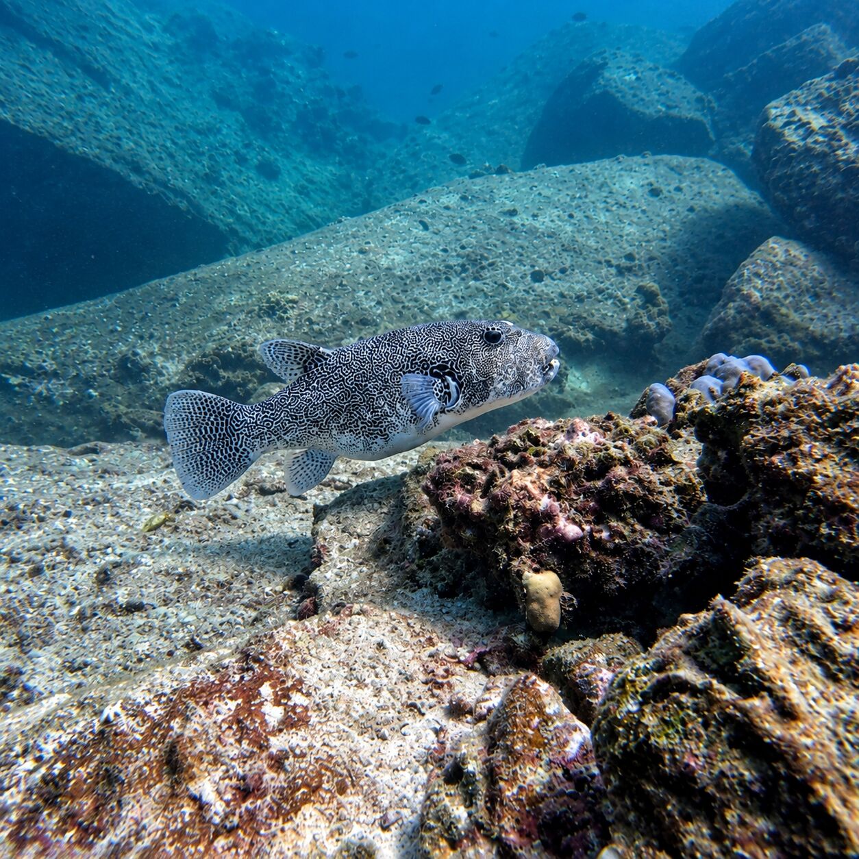 Giant scribbled puffer over cliffs at Siam Bay, Racha Yai