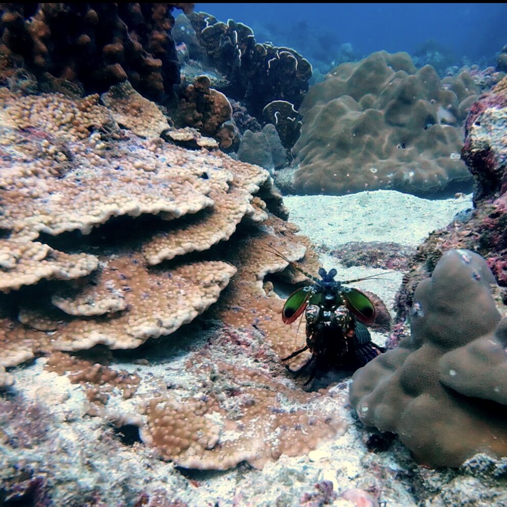 Mantis shrimp at Siam Bay, Racha Yai