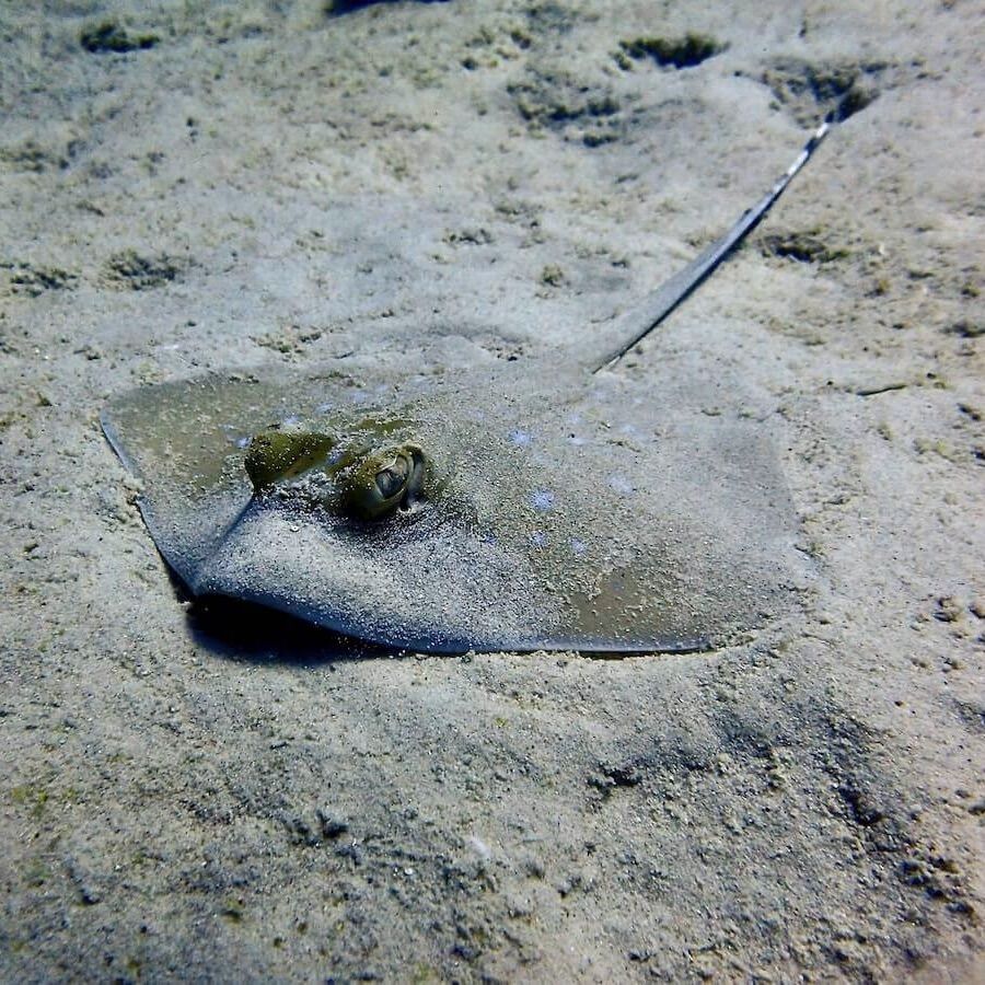 Blue spotted sting ray at Siam Bay, Racha Yai
