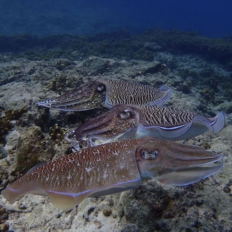 Cuttlefish at Siam Bay, Racha Yai