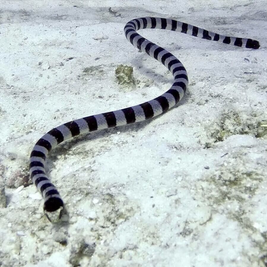 Sea snake at Siam Bay, Racha Yai