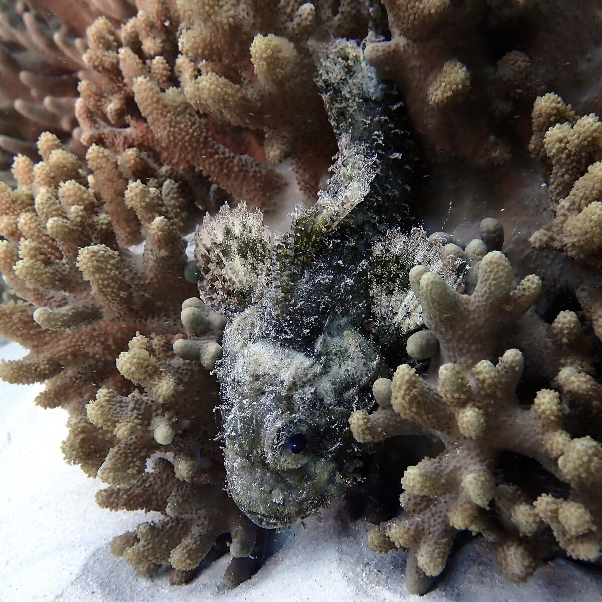 Baby scorpion over corals at Bungalow Bay, Racha Yai