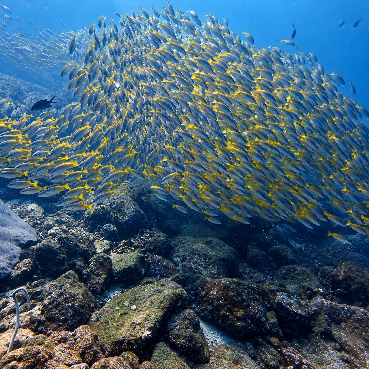 Snapper over reef at Bungalow Bay, Racha Yai