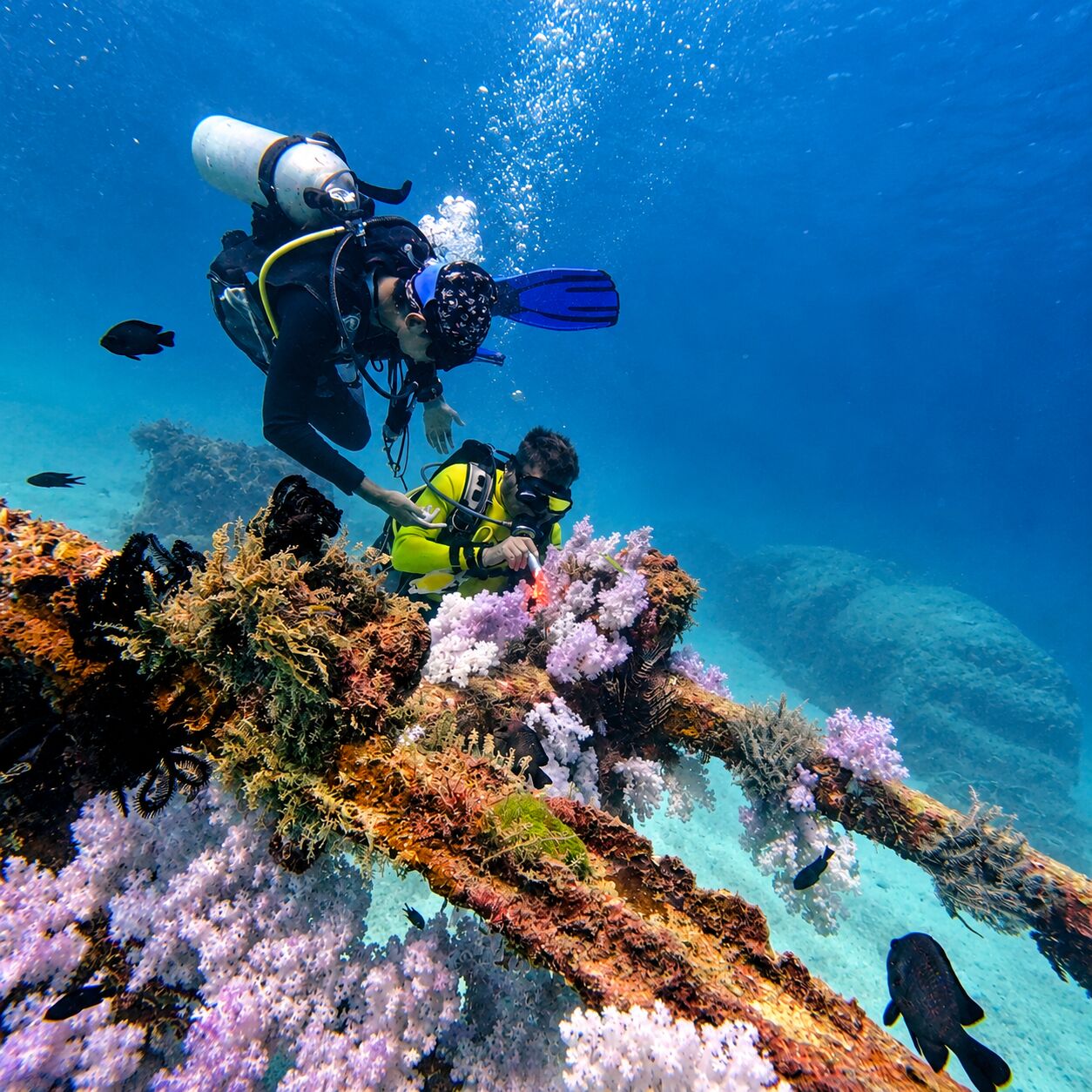 Artificial reef at Phuket Dive Park aka Hanuman Nimit Kaya, Racha Yai