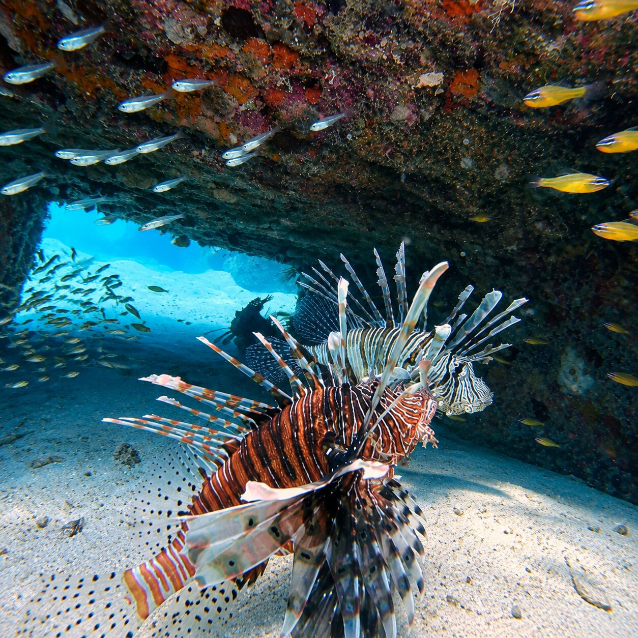 Lionfish at Phuket Dive Park aka Hanuman Nimit Kaya, Racha Yai