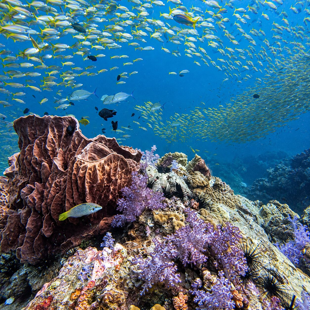 Reef at Shark Point
