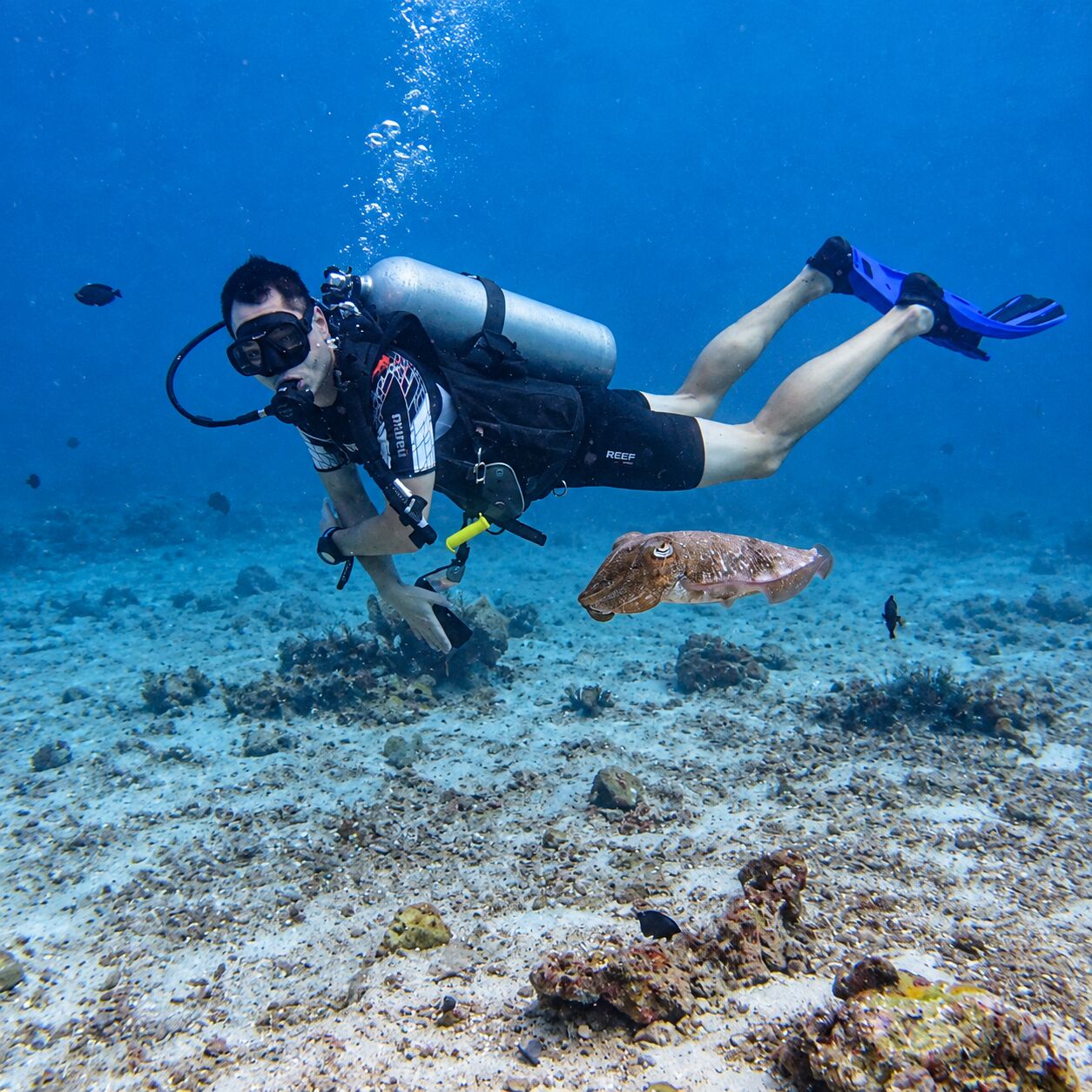 Diver with cuttlefish at Shark Point