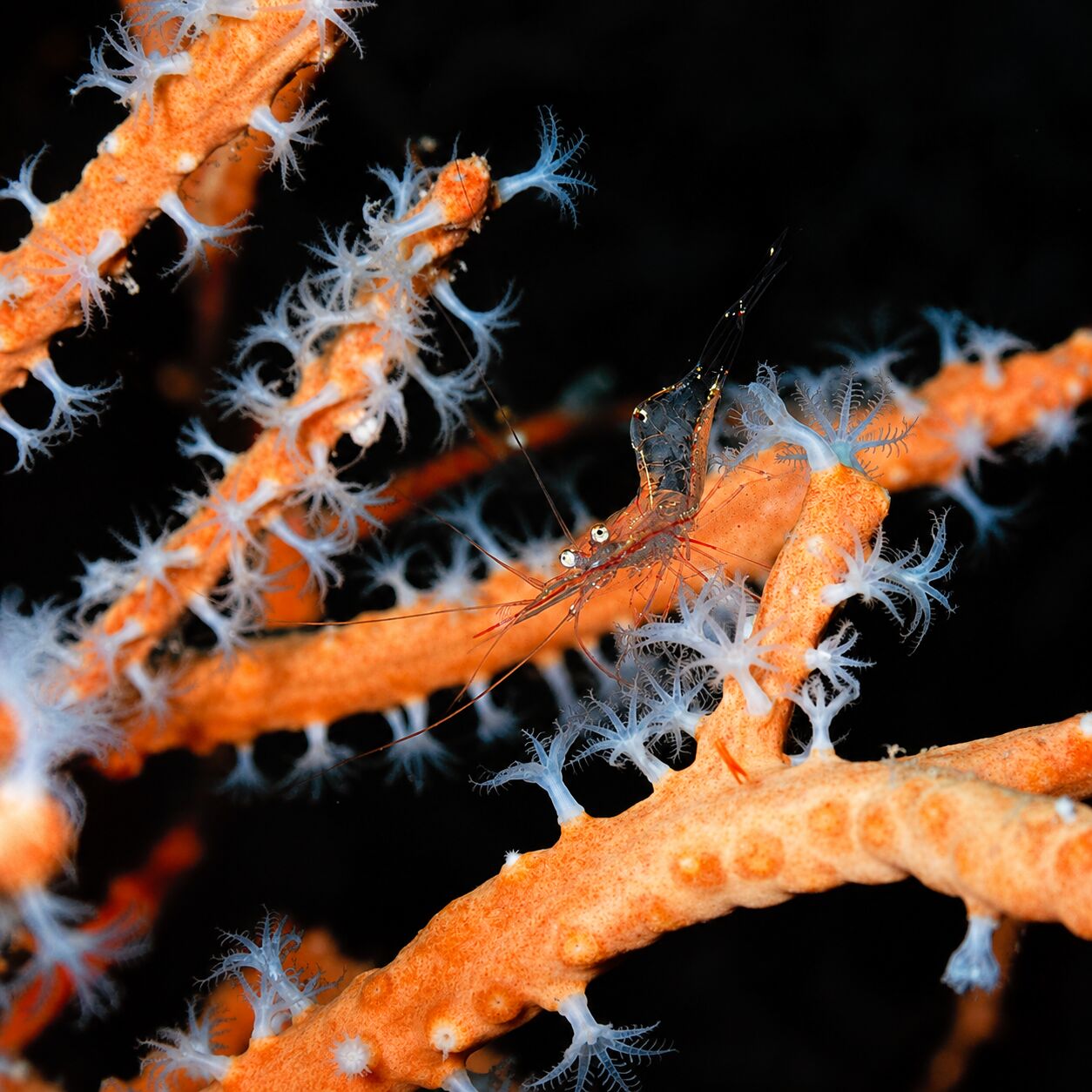 Glass shrimp at Shark Point