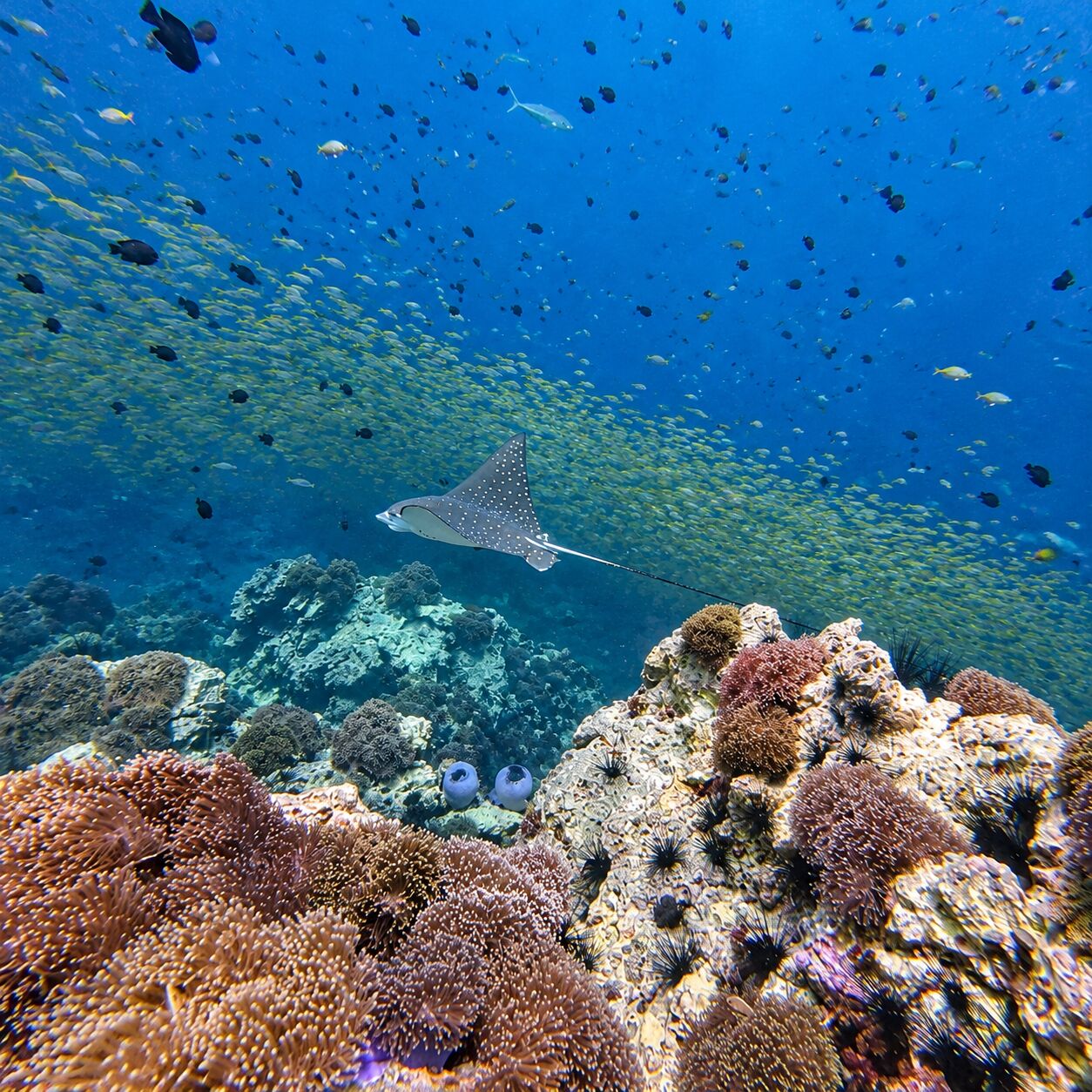 Eagle ray at Shark Point