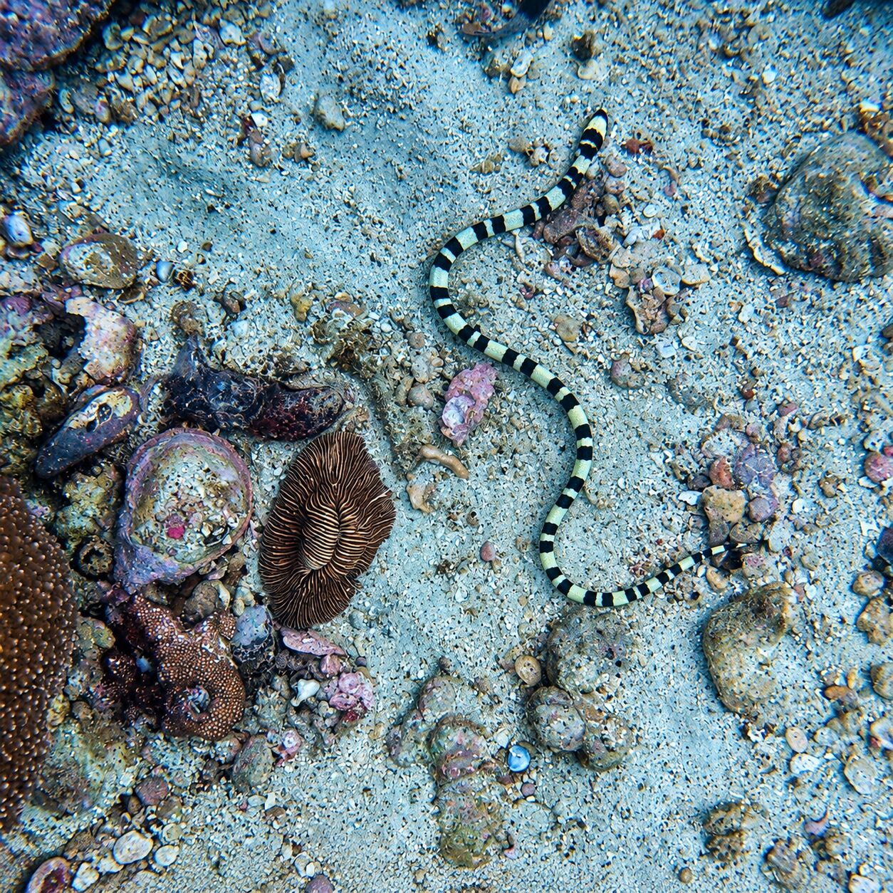 Banded snake eel at Shark Point