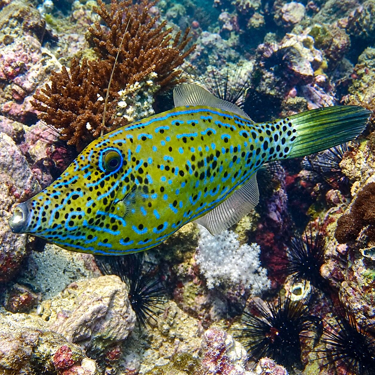 Filefish at Shark Point