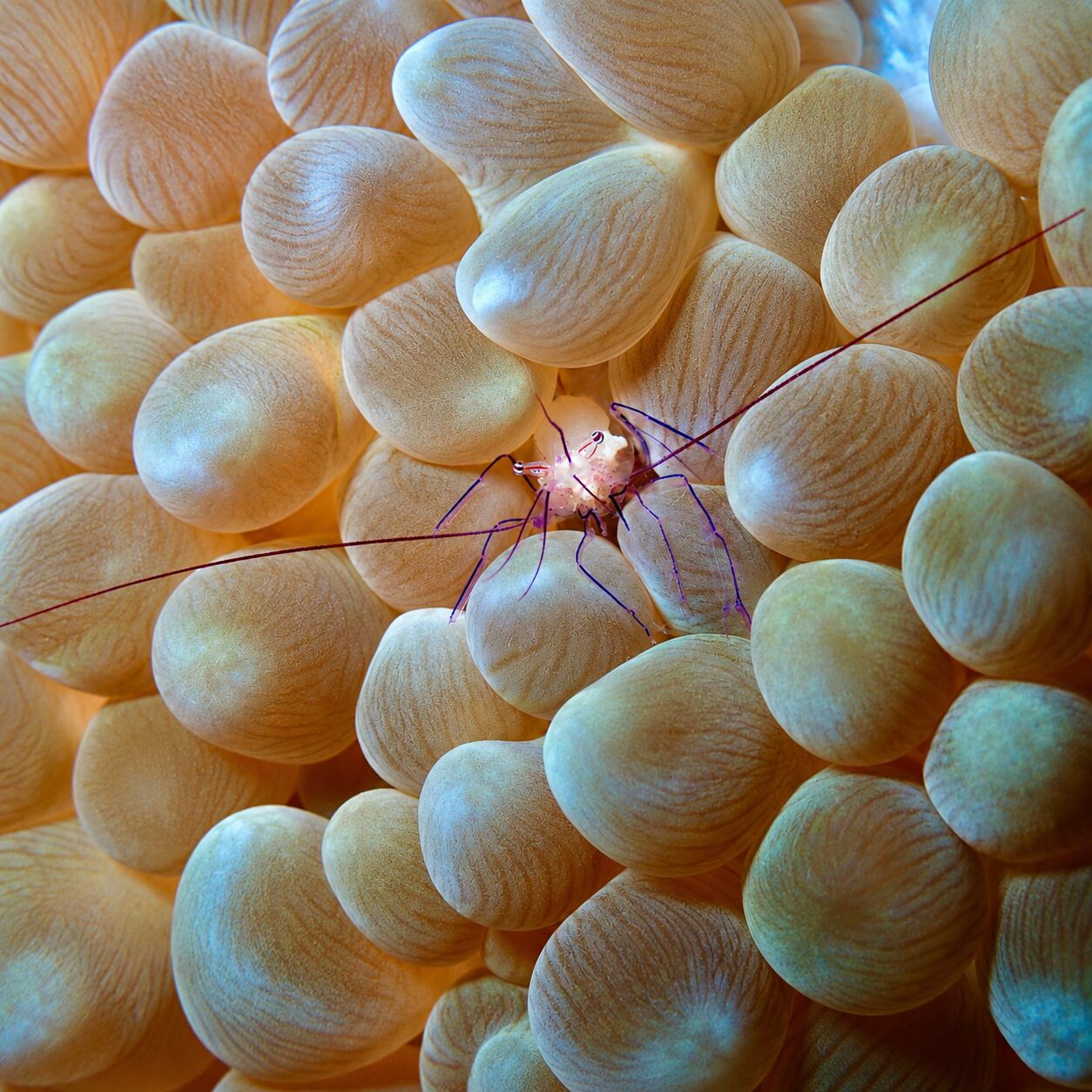 Tiny shrimp in bubble coral at Shark Point