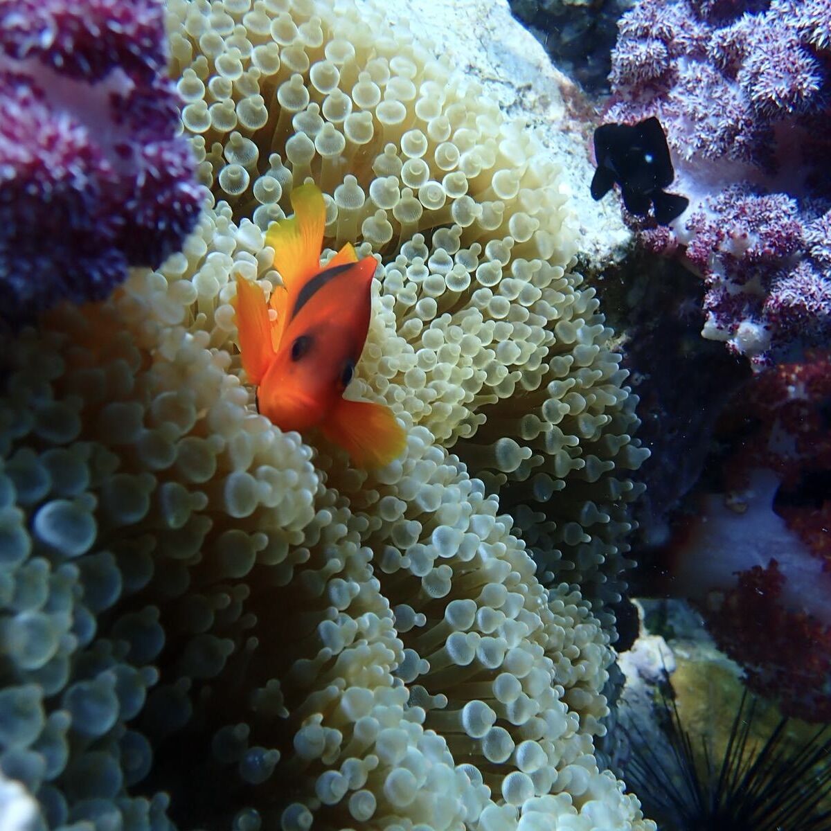 Tomato anemone fish at Shark Point