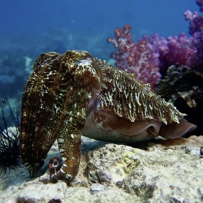 Cuttlefish at Shark Point