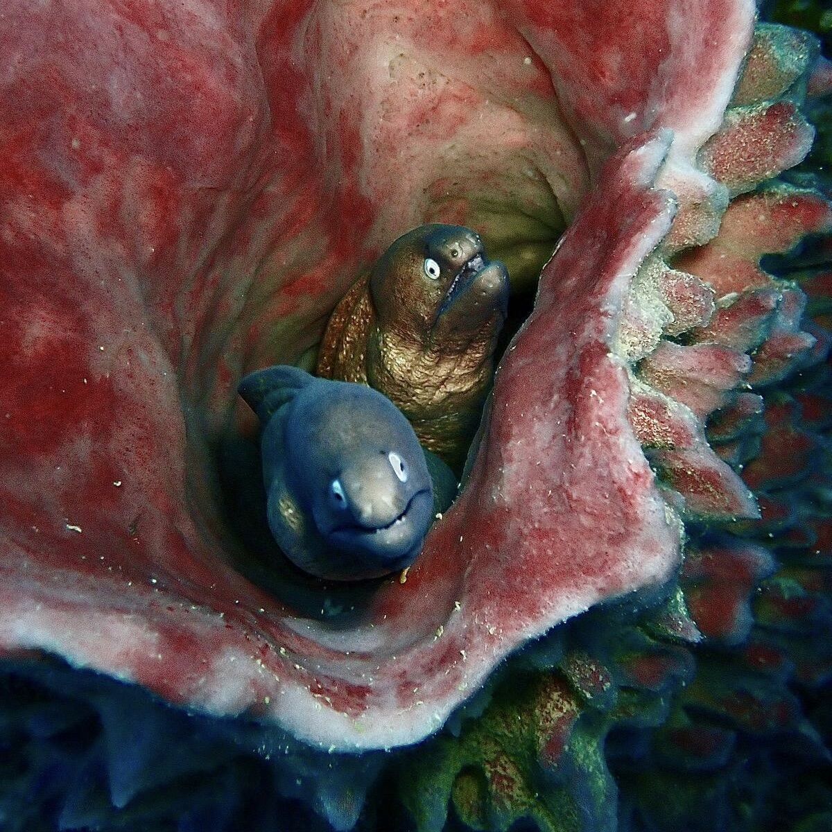 Moray eels at Shark Point