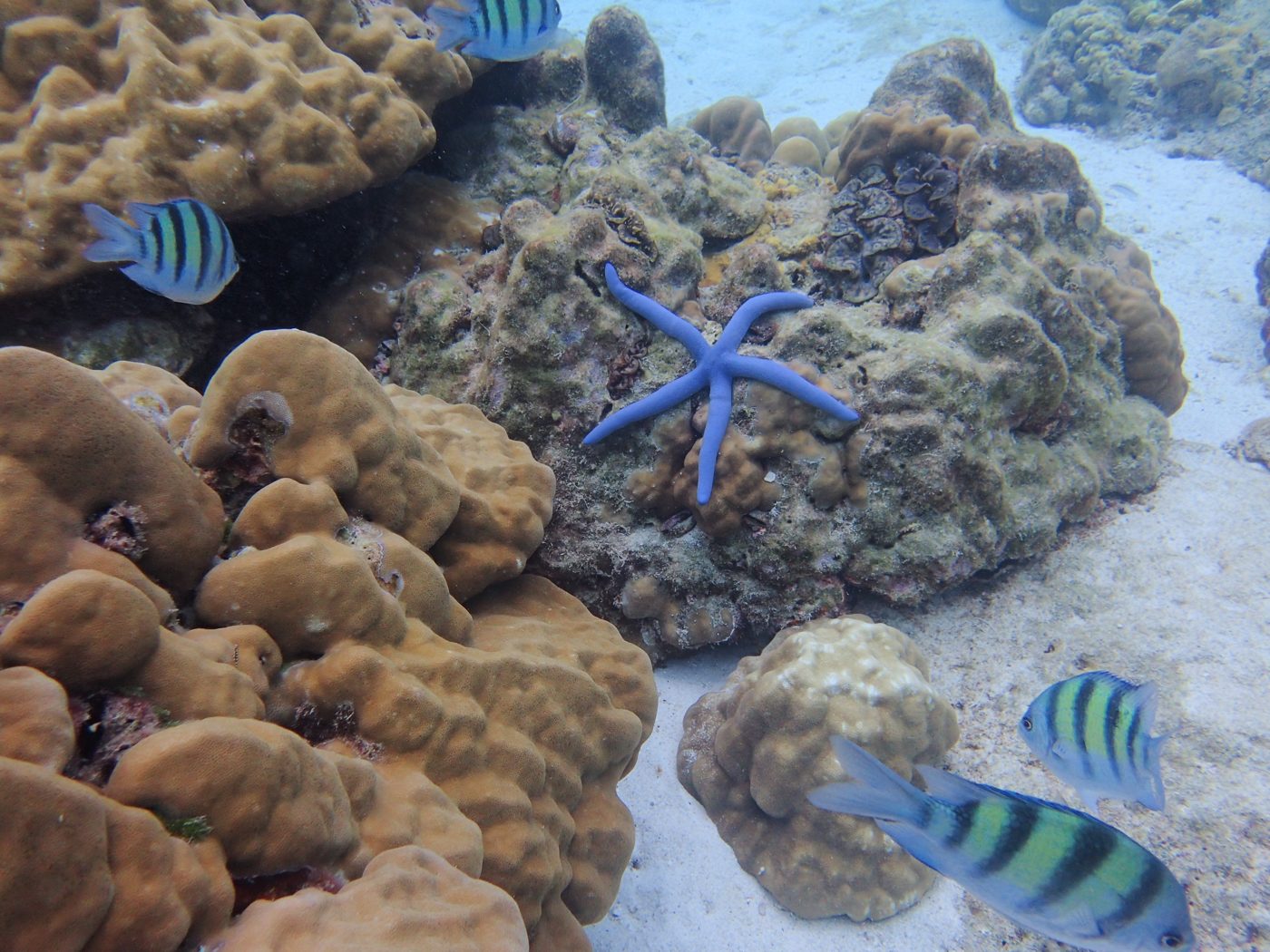 A blue sea star on boulder coral beside striped fish