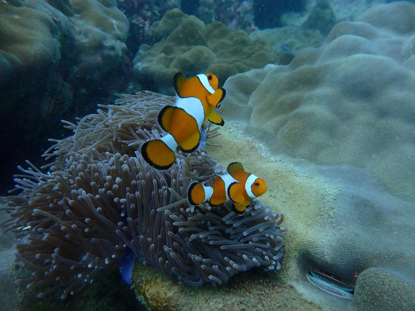 Two clownfish in an anemone on a coral head